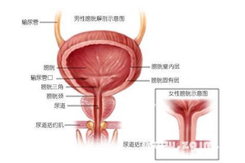 梦见膀胱