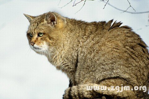 梦见野猫