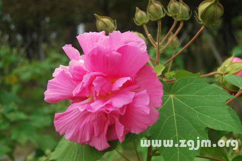 梦见芙蓉花