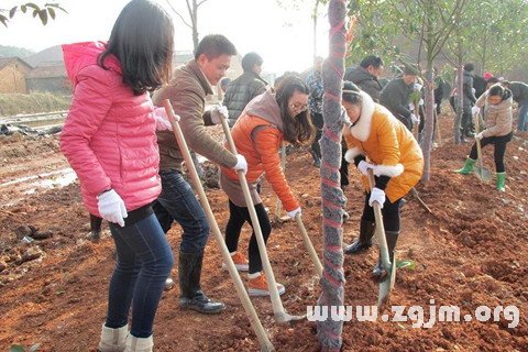 梦见种树 栽树