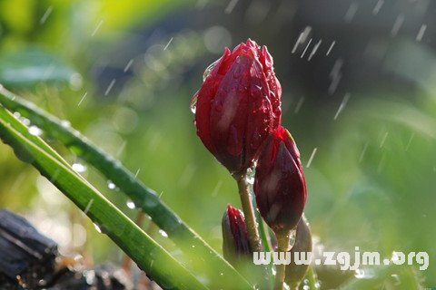 梦见雨